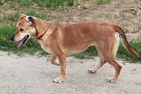 Sahara kochana suczka o pięknych oczach.,  podkarp