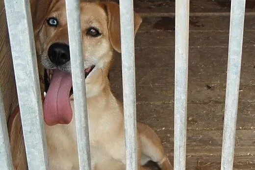 Sahara kochana suczka o pięknych oczach.,  podkarp