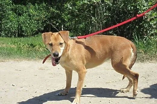 Sahara kochana suczka o pięknych oczach.,  podkarp