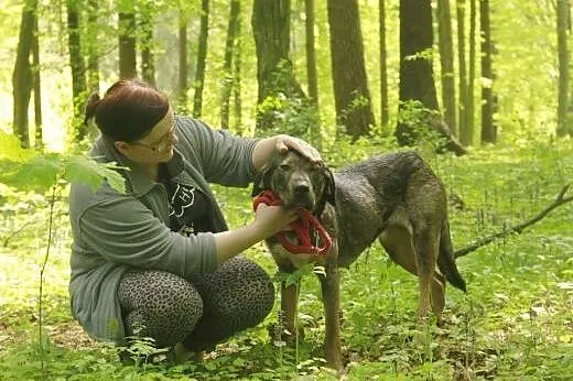 Greta - myśliwski wygląd, cudowny charakter,  warm