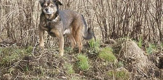 Gris - do adopcji, dolnośląskie Wrocław