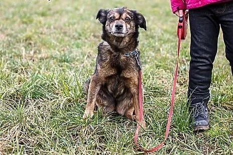 Gris - do adopcji,  dolnośląskie Wrocław