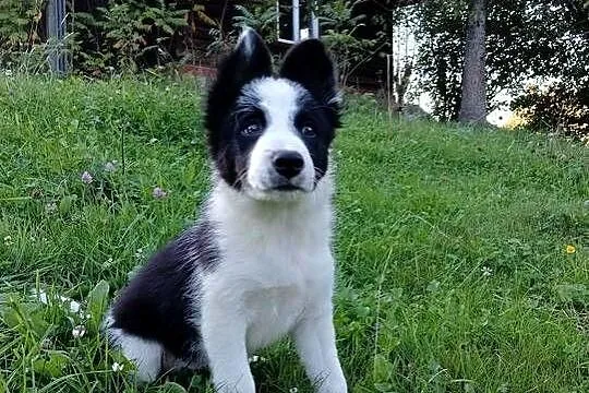 Sprzedam szczenięta border collie, Podkarpackie, Rzeszów