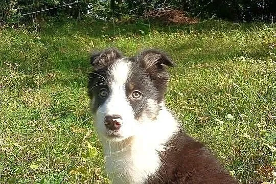 Sprzedam szczenięta border collie, Podkarpackie, Rzeszów