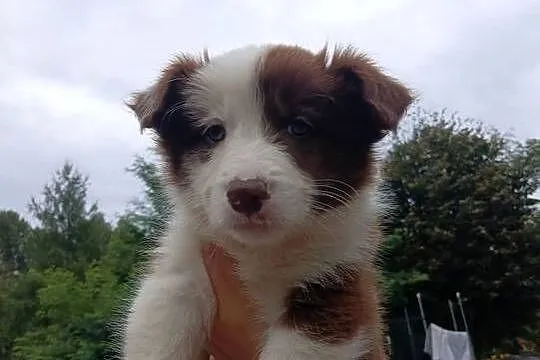 Sprzedam szczenięta border collie, Podkarpackie, Rzeszów