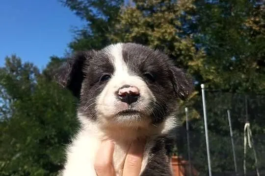 Sprzedam szczenięta border collie, Podkarpackie, Rzeszów