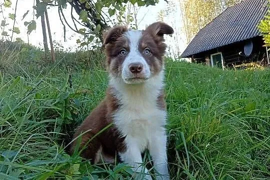 Sprzedam szczenięta border collie, Podkarpackie, Rzeszów