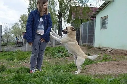 Młody, przyjazny, lubiący dzieci. Pies anioł do adopcji!,  Kundelki cała Polska