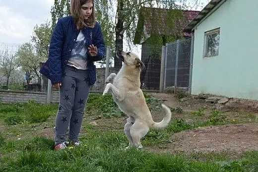 Młody, przyjazny, lubiący dzieci. Pies anioł do ad