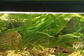 Akwarium 250 L z rybkami