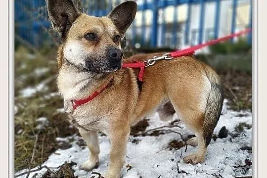 PEPE,6kg,mały,łagodny,szczepiony piesek.ADOPCJA, Podkarpackie, Rzeszów