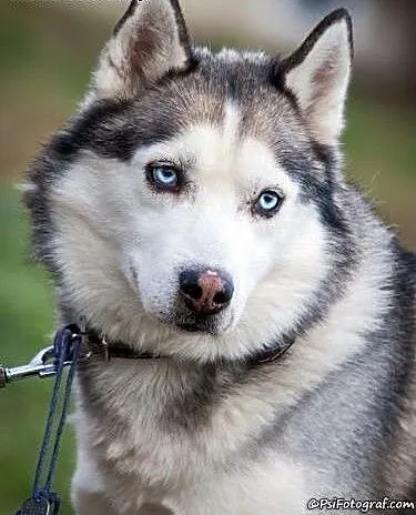 NADIR- mądry i towarzyski pies husky do adopcji,