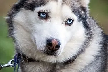 NADIR- mądry i towarzyski pies husky do adopcji,  