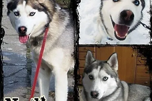 NADIR- mądry i towarzyski pies husky do adopcji,  