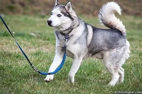 NADIR- mądry i towarzyski pies husky do adopcji,  