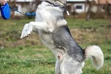 NADIR- mądry i towarzyski pies husky do adopcji,  
