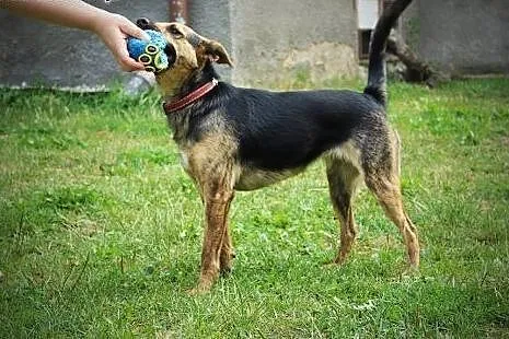 Mili wesoła suczka czeka na dom,  mazowieckie Wars