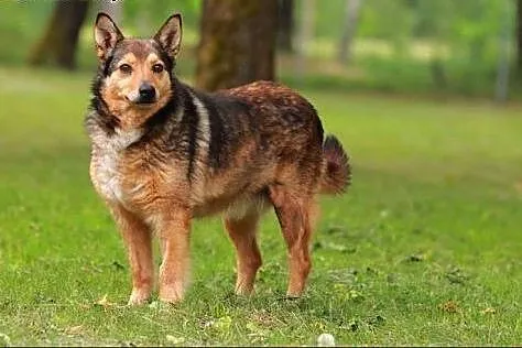 Fajna Walerka do przytulania :),  warmińsko-mazurskie Olsztyn
