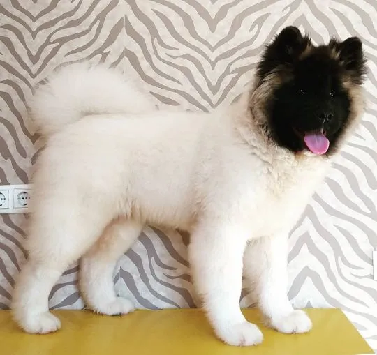 Słodka i wesoła Akita do adopcji, bardzo wesoła i lojalna., Wielkopolskie, Poznań