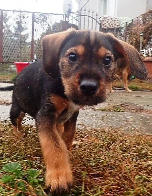 Hultaj , szczeniak do adopcji, łódzkie Skierniewi