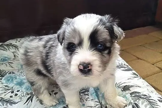 Pies rasy Border Collie FCI, Podkarpackie, Dydnia