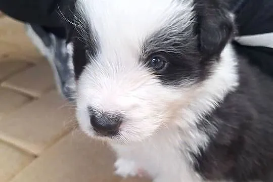 Pies rasy Border Collie FCI, Podkarpackie, Dydnia