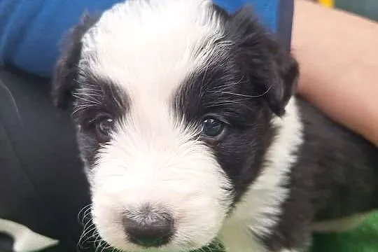 Pies rasy Border Collie FCI, Podkarpackie, Dydnia