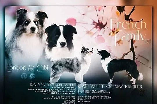 Pies rasy Border Collie FCI, Podkarpackie, Dydnia