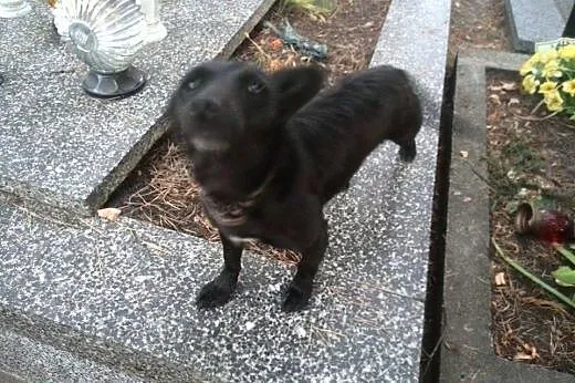 ABI porzucona, malutka pilnie prosi o dom,  mazowi