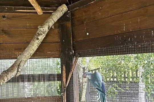 Mnichy nizinne papugi samica dorosła, Wielkopolskie, Leszno