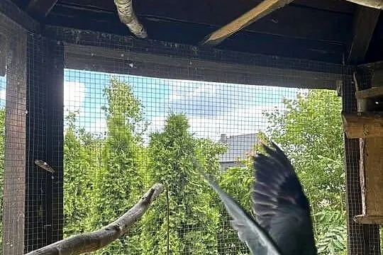 Mnichy nizinne papugi samica dorosła, Wielkopolskie, Leszno