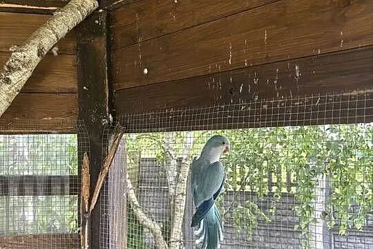 Mnichy nizinne papugi samica dorosła, Wielkopolskie, Leszno