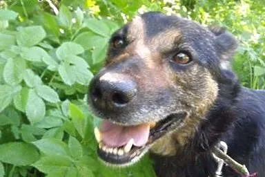 Tesik - zakochany w ludziach pies szuka domu,  Kun