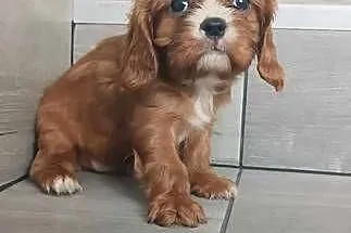 *** Cavalier King Charles Spaniel Dziewczynka Ruby ***, Śląskie, Dąbrowa Górnicza