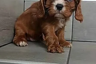 *** Cavalier King Charles Spaniel Dziewczynka Ruby ***, Śląskie, Dąbrowa Górnicza