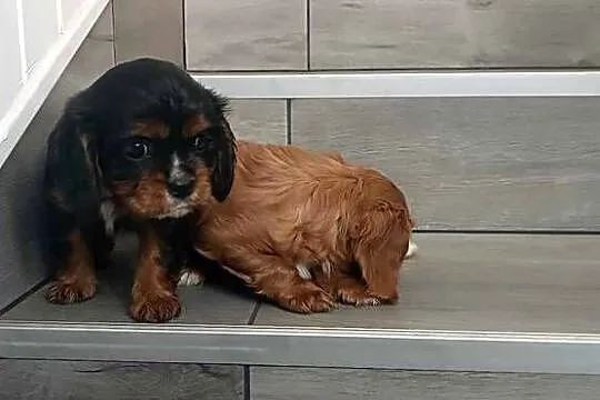*** Cavalier King Charles Spaniel Dziewczynka Ruby ***, Śląskie, Dąbrowa Górnicza