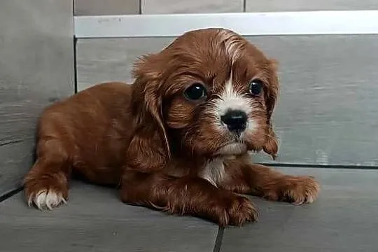 *** Cavalier King Charles Spaniel Dziewczynka Ruby ***, Śląskie, Dąbrowa Górnicza