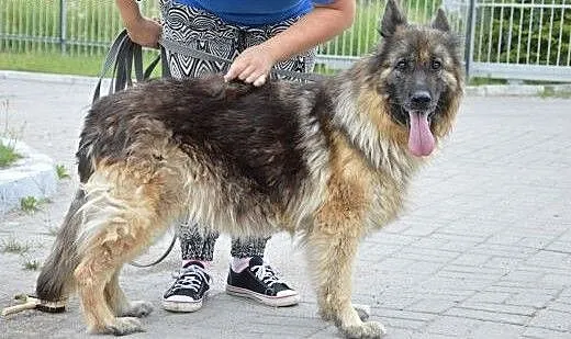 Owczarek niemiecki Vega szuka kochajacego domu!!!,
