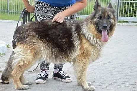Owczarek niemiecki Vega szuka kochajacego domu!!!, mazowieckie Warszawa