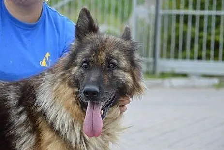 Owczarek niemiecki Vega szuka kochajacego domu!!!,