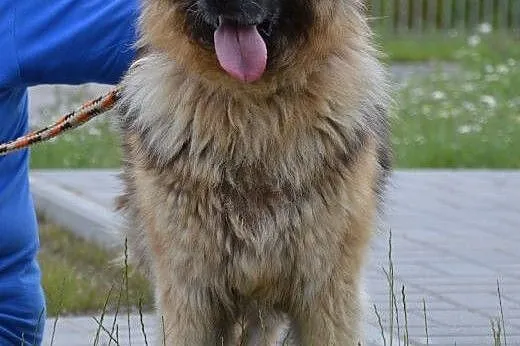 Owczarek niemiecki Vega szuka kochajacego domu!!!,