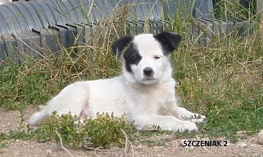 Szczenięta w potrzebie - kudłate, gładkowłose, cza