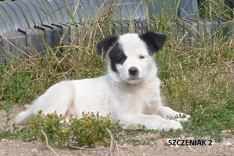 Szczenięta w potrzebie - kudłate, gładkowłose, cza
