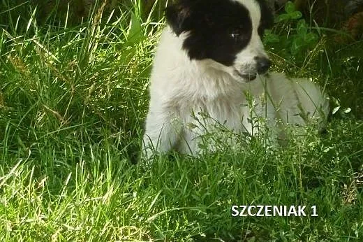 Szczenięta w potrzebie - kudłate, gładkowłose, cza