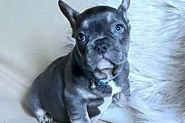 Buldogi francuskie