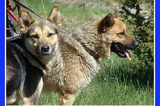 Kochający człowieka,średnio aktywny,przyjazny,pies