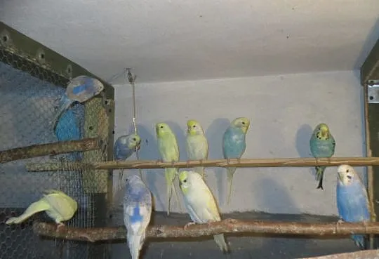 Średni 12 kg psiak PIRAT,przyjazny,kontaktowy_Adop