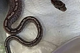 Wąż zbożowy Pantherophis guttatus