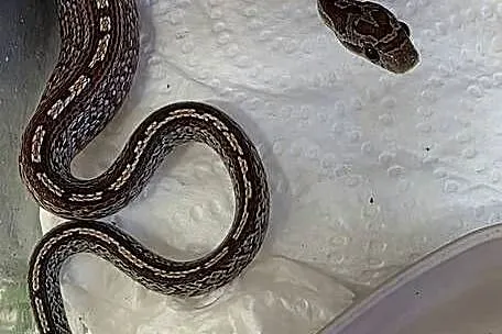 Wąż zbożowy Pantherophis guttatus