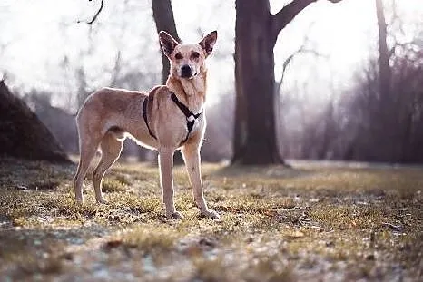 JAZZ- szuka swojego człowieka na zawsze,  mazowiec